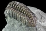 , D Flexicalymene Trilobite - Ohio #68598-4
